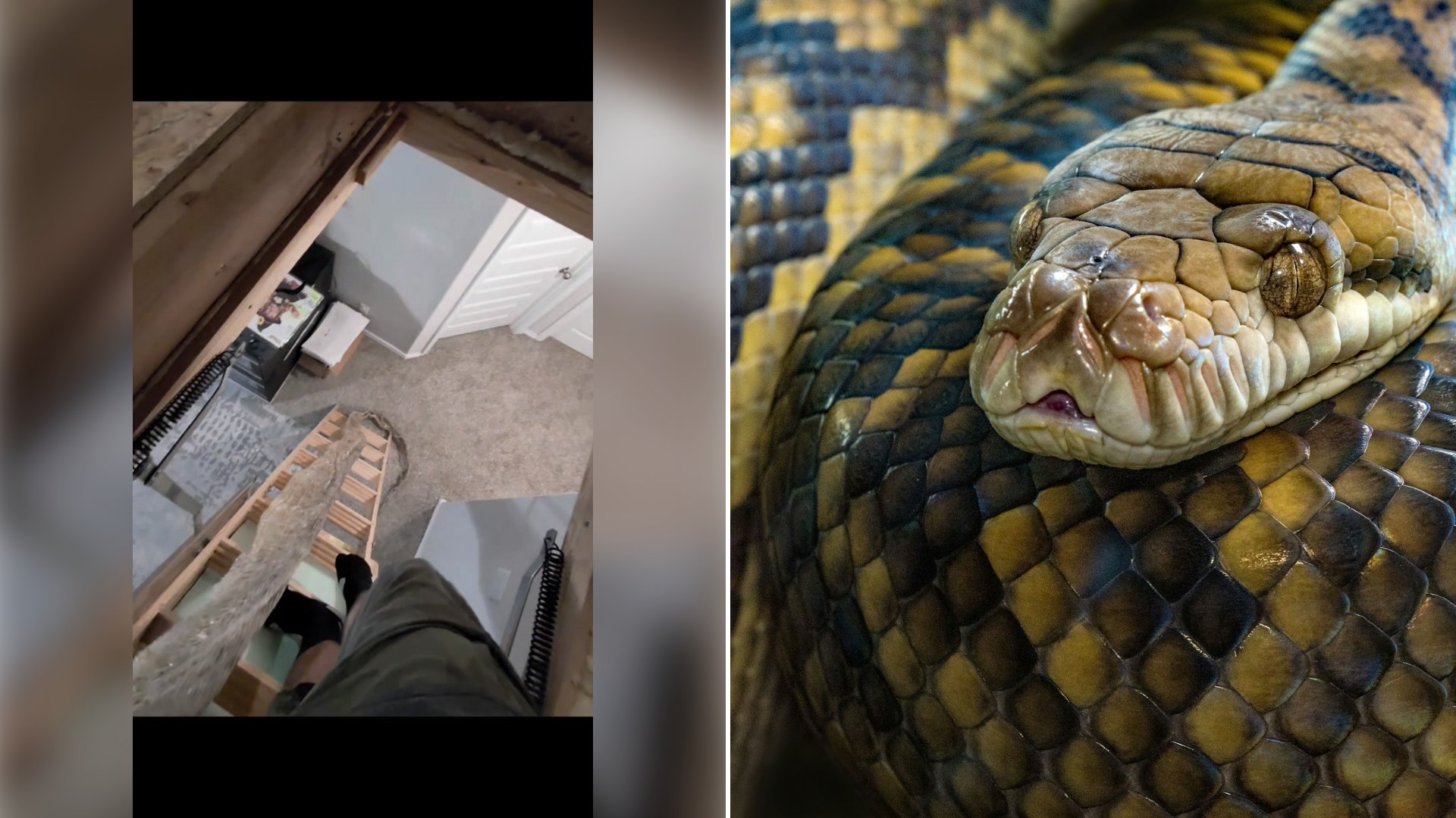 Left: cover still from a TikTok video by @royal.sa.exotics. Right: a brown python snake (Unsplash photo by David Clode).
