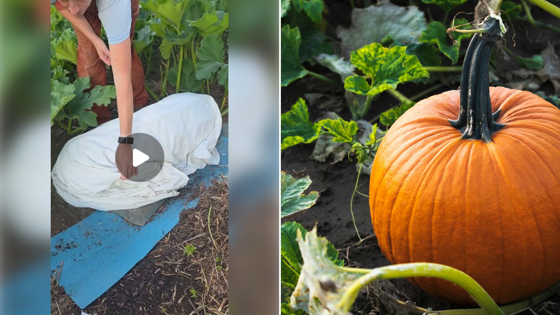 Left: cover still from an Instagram reel by @. Right: Single large orange pumpkin sitting in a garden patch (Unsplash photo by Megan Lee).