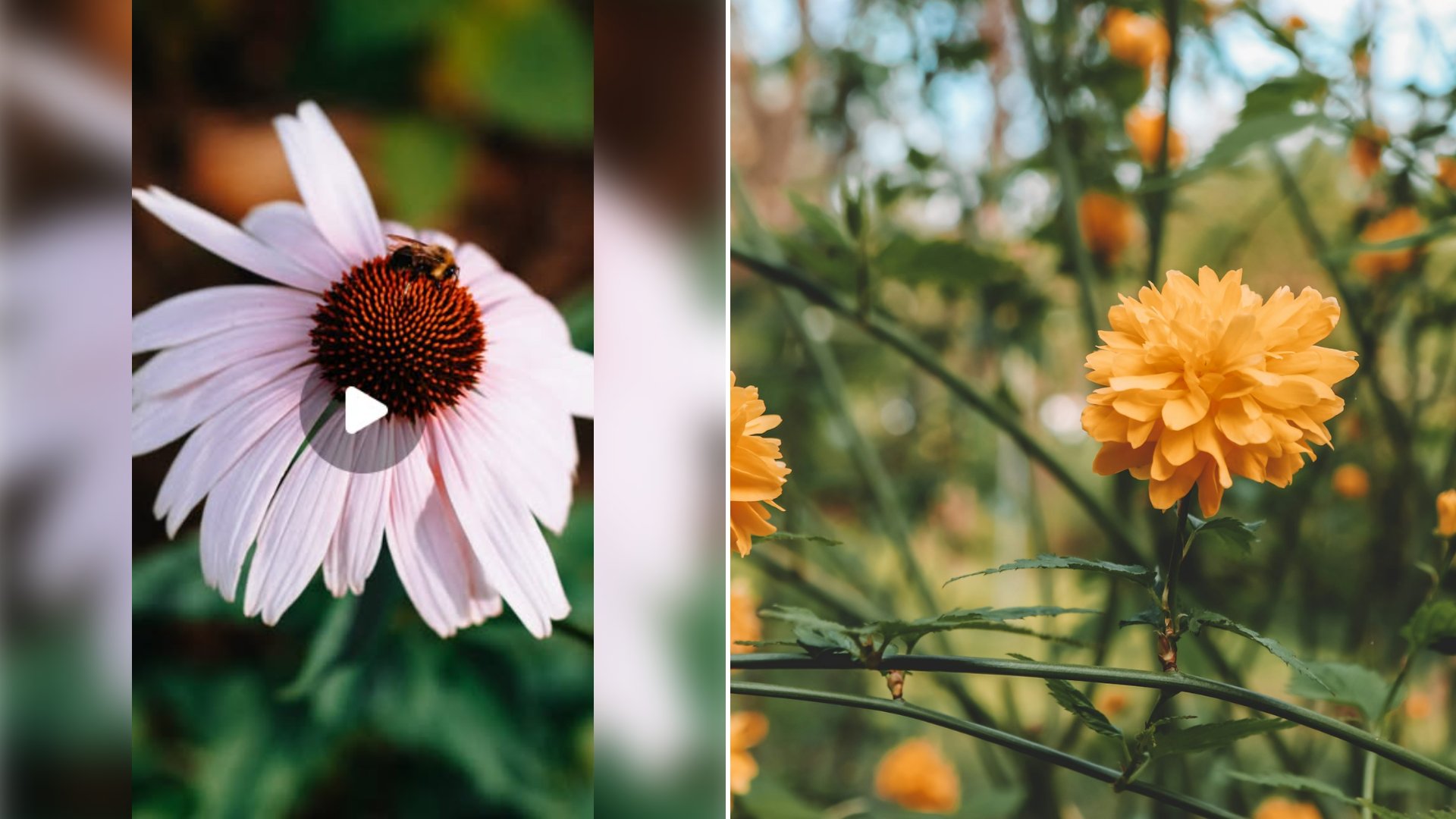 Left: cover still from an Instagram reel by @. Right: Yellow flowers growing in a grassy garden (Unsplash photo by Benjamin).