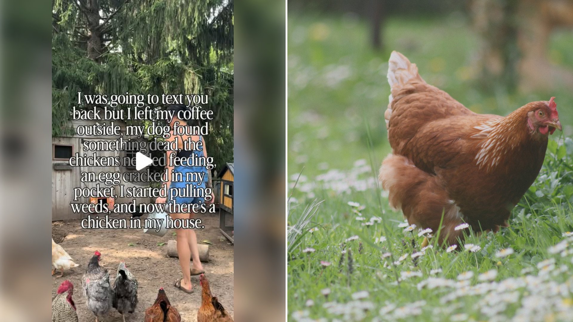 Left: cover still from an Instagram reel by @. Right: Brown hen standing on a green grass field in daylight (Unsplash photo by Tina Xinia).