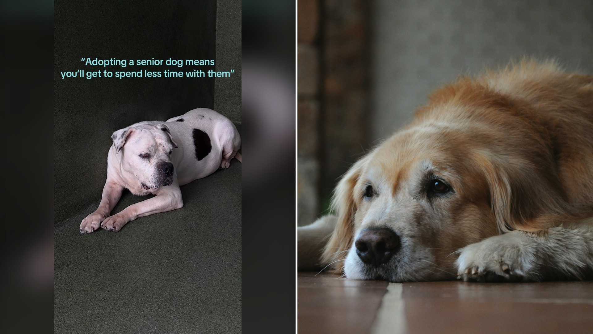 Split image with the cover of @iguanaluana's TikTok video, where a white senior dog with black spots lies on the floor, on the left and an Unsplash photo by Linoleum Creative Collective on the right showing an older golden dog lying on the floor