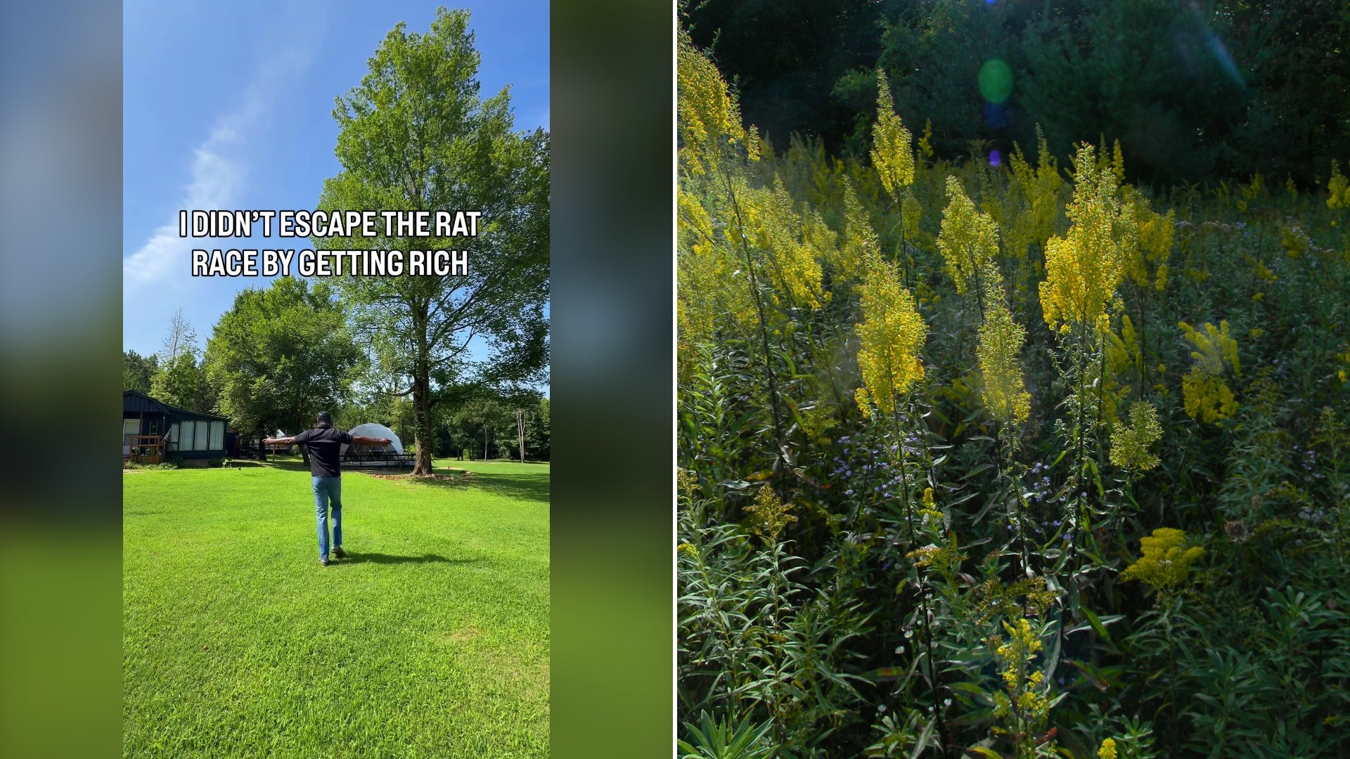 Split image with the cover of @willedmond's TikTok video, where he stands in a wide green lawn under tall trees, on the left and an Unsplash photo by Aurora K on the right showing a field of yellow goldenrod in the sun
