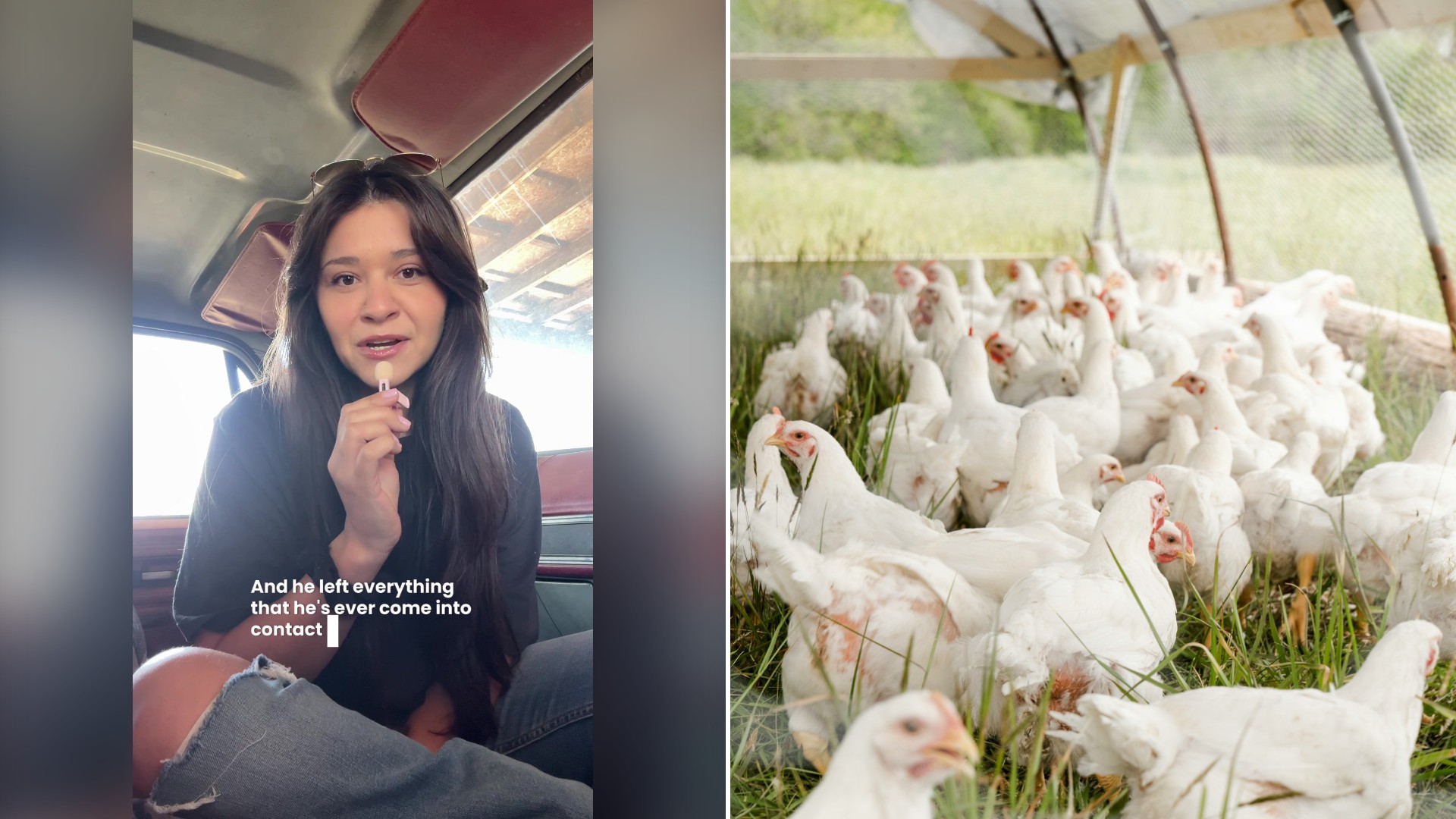 Split image with the cover of @daisyonthefarm's TikTok video, where she talks to the camera from the seat of a truck, on the left and an Unsplash photo by Zoe Richardson on the right showing white chickens on green grass in a farm pasture