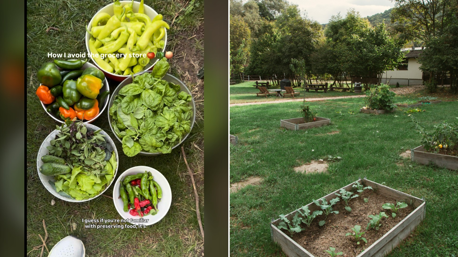 Split image with the cover of @morethangardening_'s TikTok video, where bowls of freshly picked peppers, greens and beans sit on the grass, on the left and an Unsplash photo by Simona Sergi on the right showing wooden raised garden beds with young plants in a grassy backyard