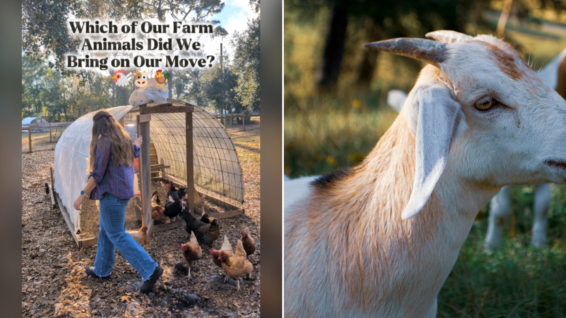 Split image with the cover of @reformedacres's TikTok video, where she walks past chickens beside a hoop coop under a caption asking which farm animals came on the move, on the left and an Unsplash photo by Nino Hille on the right showing a goat standing in the grass with other goats behind it