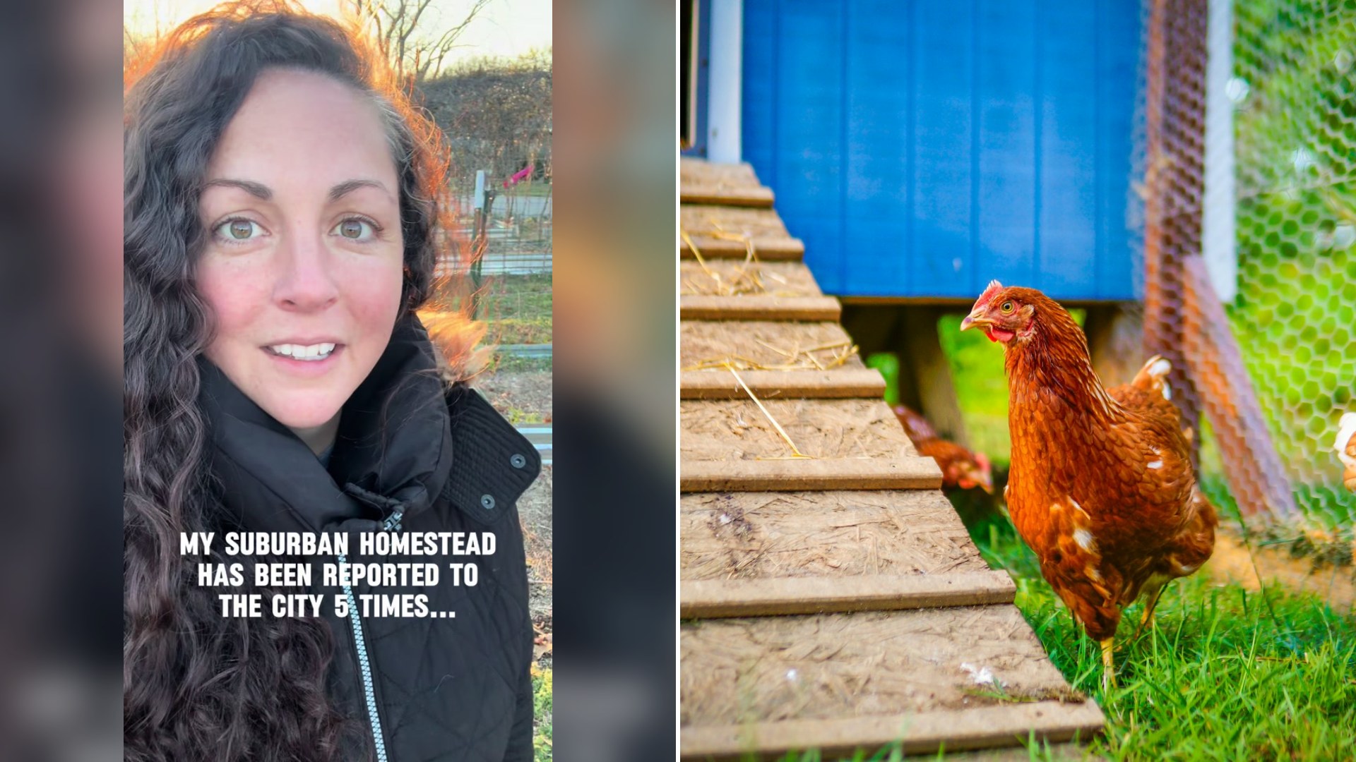 Cover of @blossom.bliss.homestead's TikTok video (left) beside an Unsplash photo by Lucas of brown chickens near a blue coop and wooden ramp.