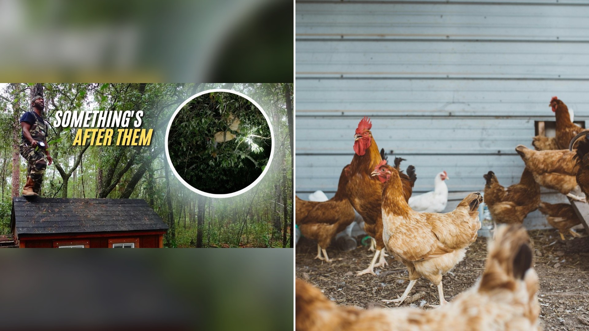 Thumbnail of @LinealHavenlandLife's YouTube video (left) beside an Unsplash photo by Brooke Cagle of a flock of hens standing near a gray wall.