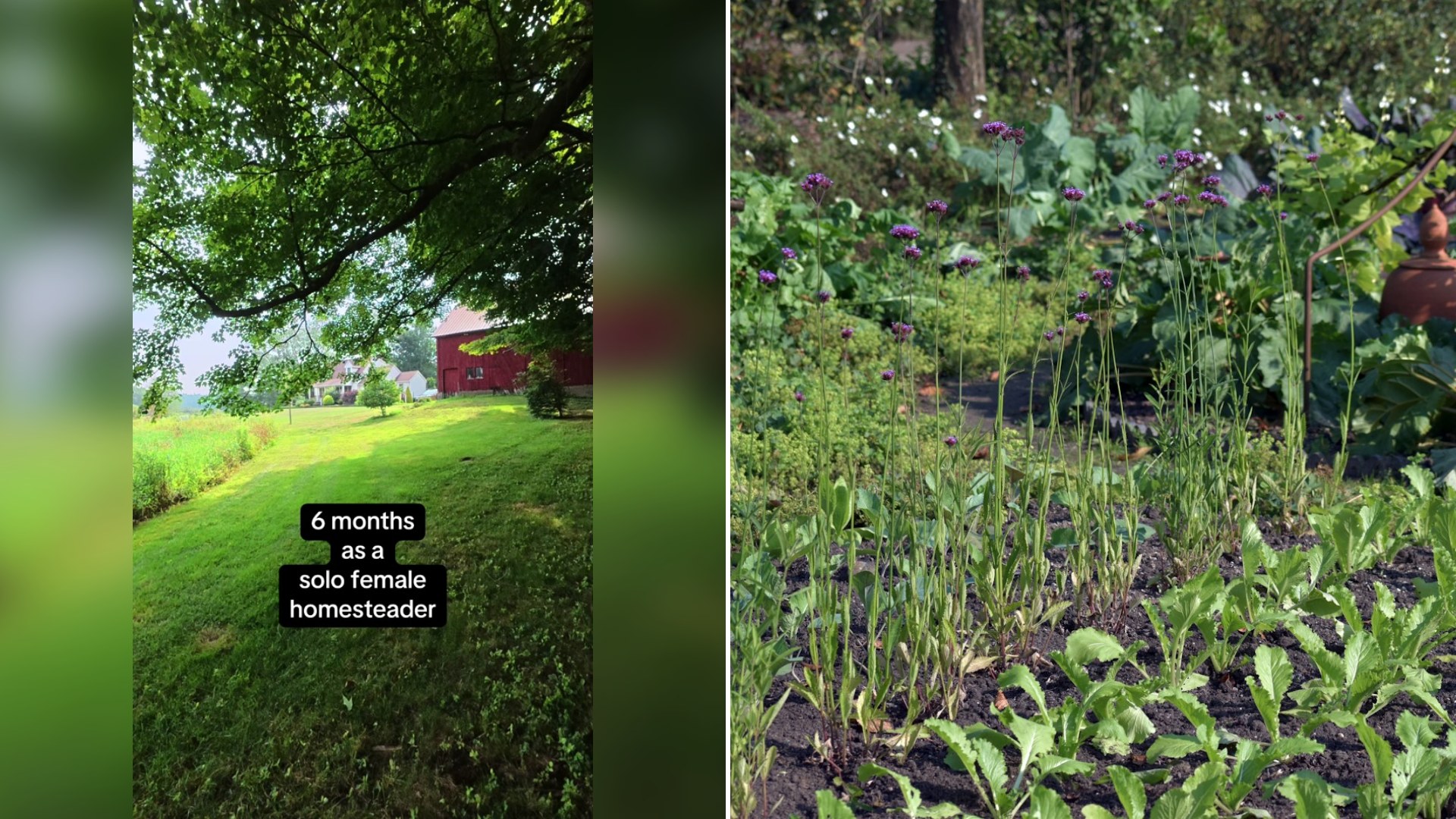 Cover of @farmninetysix's TikTok video (left) beside an Unsplash photo by Ries Bosch of a lush vegetable garden with rows of green plants.