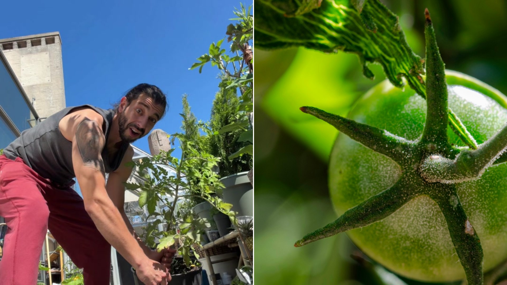 Cover of @creative_explained's TikTok video beside an Unsplash photo by Andrew Sandeen of a single green tomato on the vine