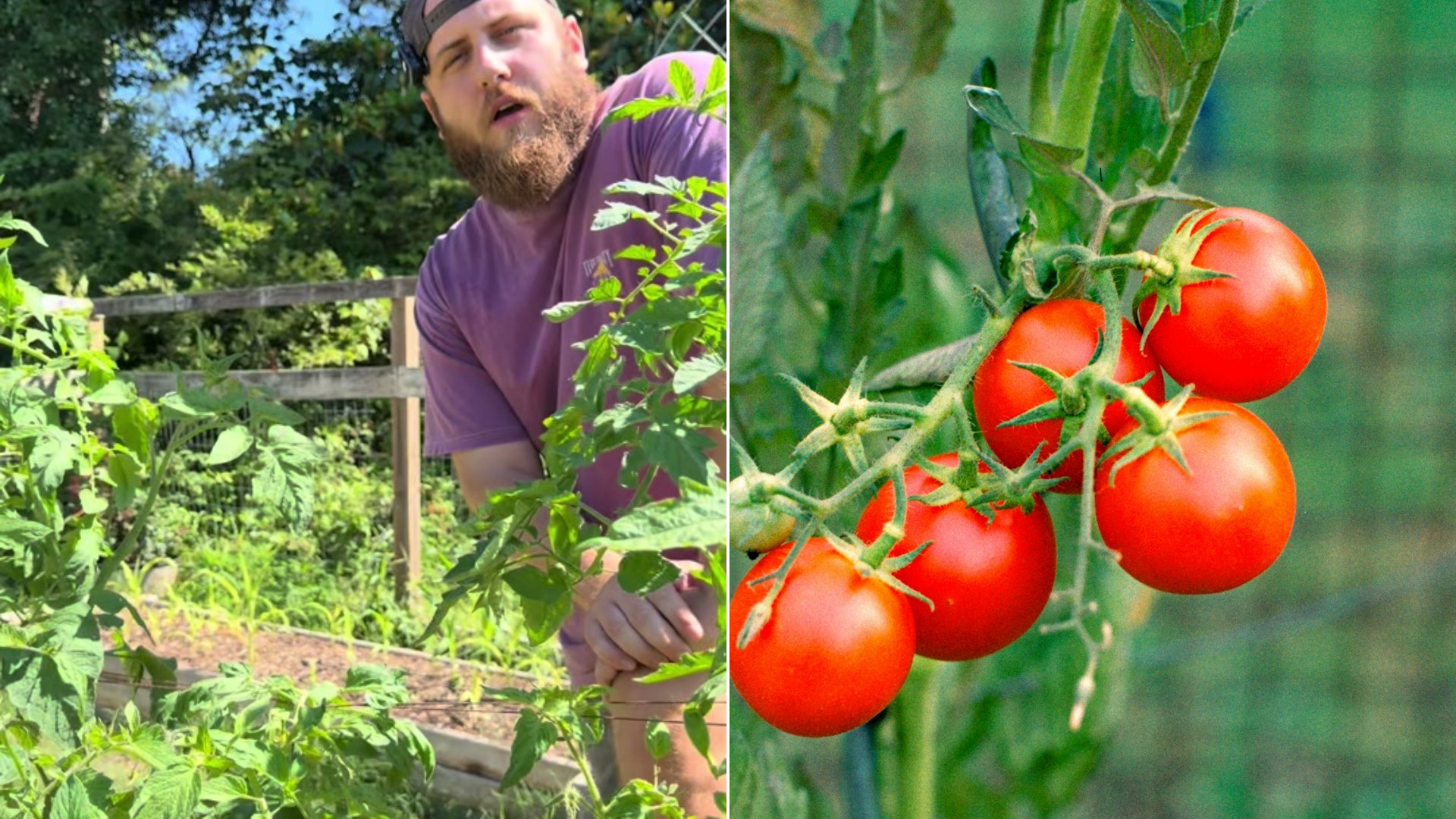 Cover of @bandrhomestead's TikTok video beside an Unsplash photo by Chris Weiher of ripe tomatoes growing on a vine