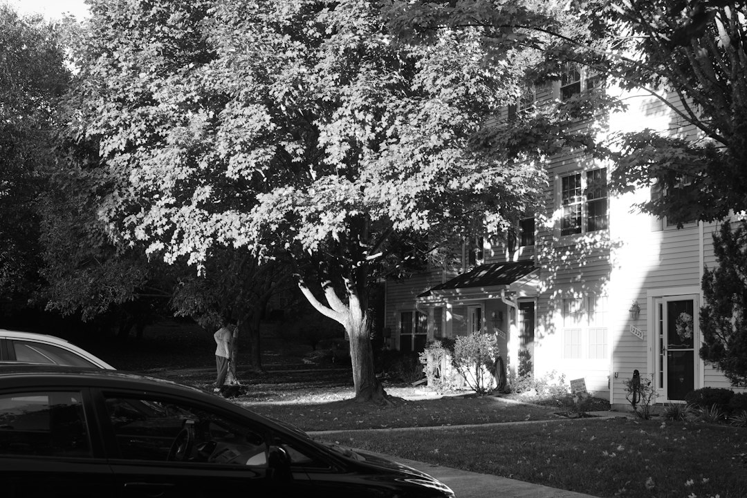 House with a large tree in the front yard
